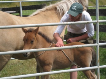 Handling foals, ttouch
