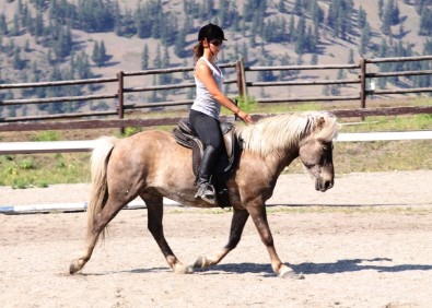 Icelandic Horse