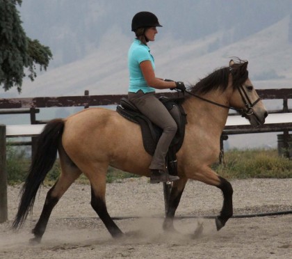Icelandic horse, riding lessons, connected riding