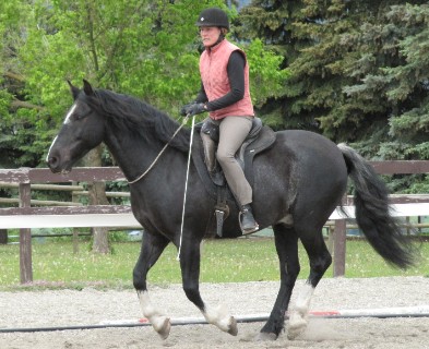 Bridleless riding