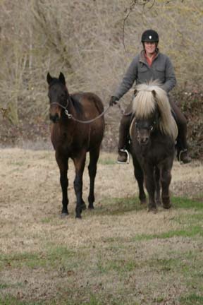 Icelandic Horse